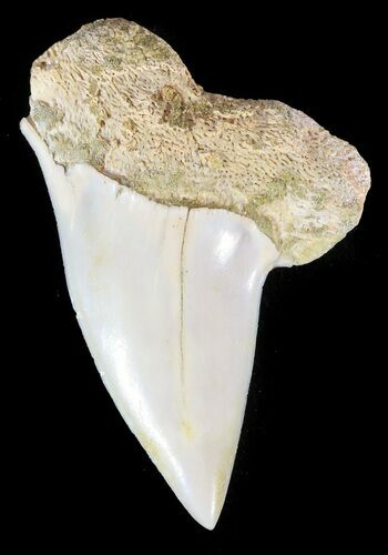 Mako Shark Tooth Fossil - Sharktooth Hill, CA #46791